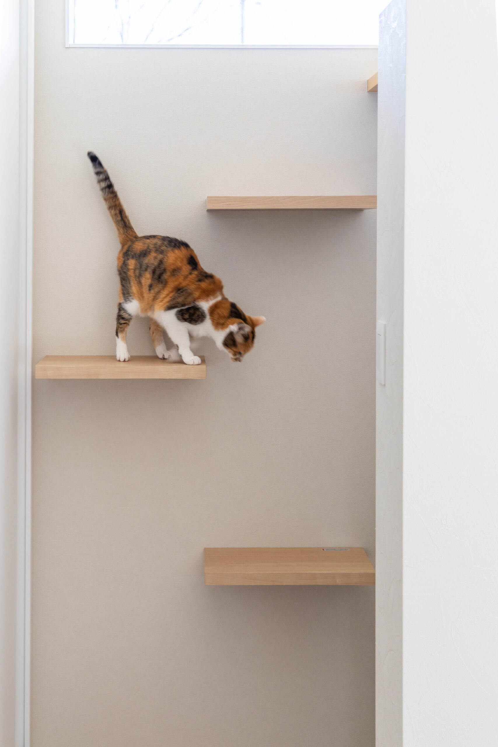 猫と心地よく暮らす、光あふれる平屋